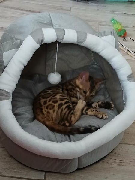 Будиночок лежанка для котів та собак з подушкою іграшкою та нековзким дном 42×39 см сірий (PETh-L) фото Будиночок лежанка для котів та собак з подушкою іграшкою та нековзким дном 42×39 см сірий (PETh-L) фото