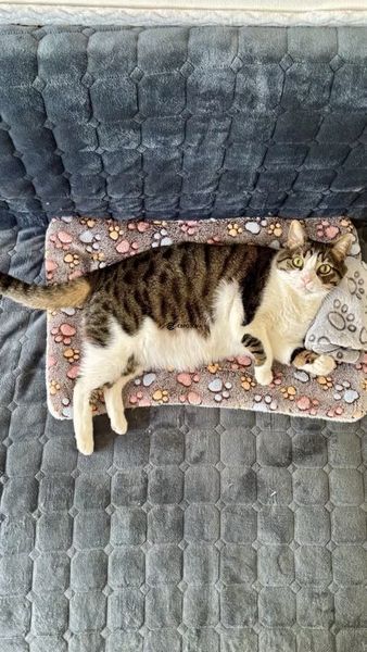 Килимок лежанка для котів і собак плюшевий м&rsquo;який теплий матрацик 49&times;34 см сірий з лапками (LAPKI-S) фото