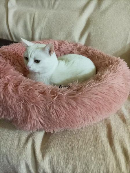 Пухнаста лежанка пончик для котів і малих собак м&rsquo;який круглий лежак для тварин 60 см рожевий (Plush-r) фото