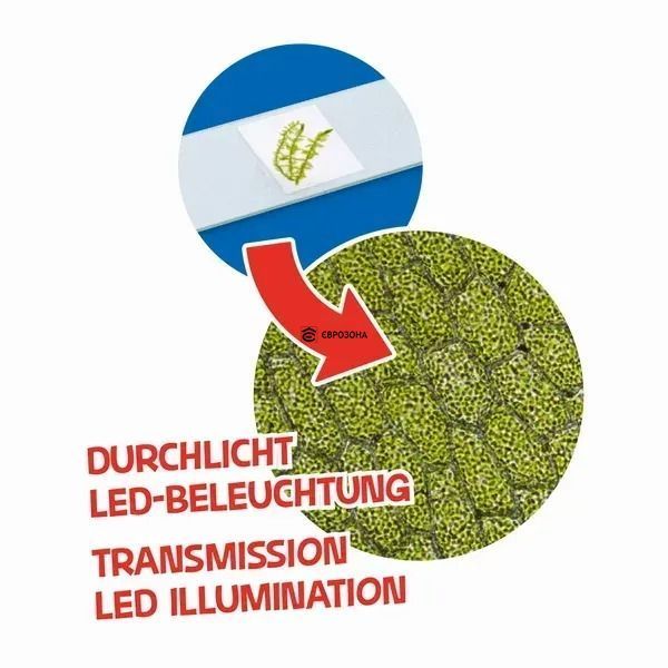 Мікроскоп Bresser Junior 40x-640x Green з набором для дослідів і адаптером для смартфона (8851300B4K000) фото